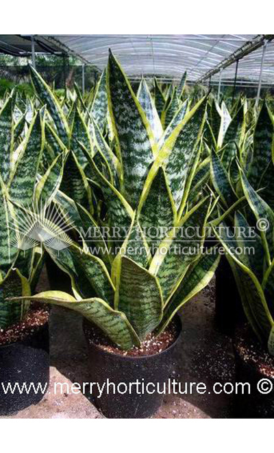 Sansevieria superba (pot 180) 1